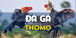 đá gà Thomo mới nhất bet88